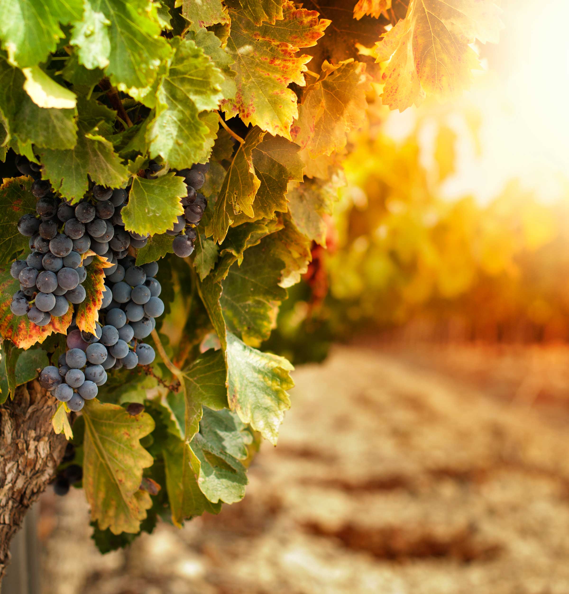 Uvas
