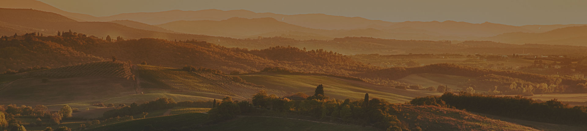Viñedo al atardecer